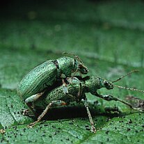 Fichtenrüsselkäfer ( Hylobius abietis )