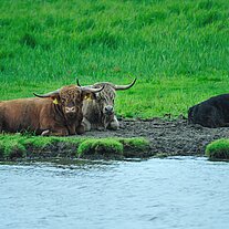 Hochlandrinder dösen