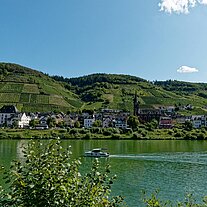 Weinberge an der Mosel bei Neef