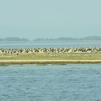 Vogelkolonien am Geller Haken