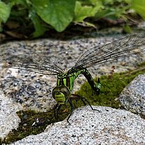 grüne Moosjungfer legt Eier