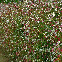Blumenbewucherte Mauer