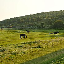 Friesen auf der Weide