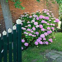 Hortension an der Mauer