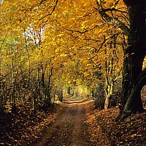 herbstlicher Waldweg