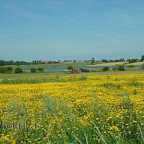 Rapsfeld mit Pferden