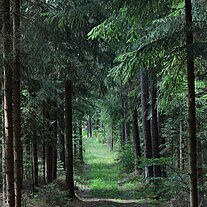 Waldweg