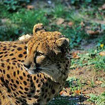 Gepard ( Acinonyx jubatus )