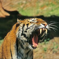 Tiger ( Panthera tigris )