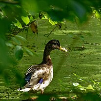 Enten im Klosterpark