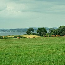 Blick über die Weiden von Lyø