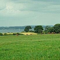 Blick über die Weiden von Lyø