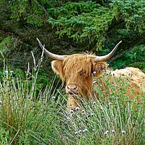Highland Cattle