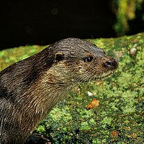 Fischotter ( Lútra Lútra )