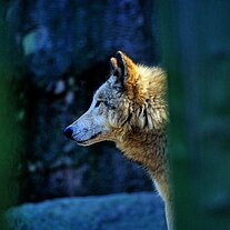 Wolf ( Canis lupus )