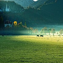 Schloss Neuschwanstein