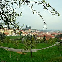 Blick auf den Hradschin mit Obstbaum