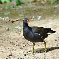 Huhn mit schwarz rot goldenem Schnabel