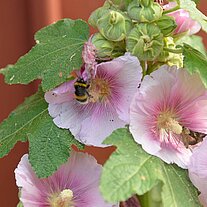 Pflanzen vor dem Haus