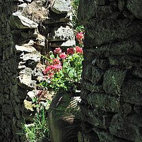 Geranientopf in der Mauer