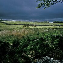 Schafe auf der Weide