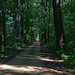 Radweg im Wald zwischen den Seen