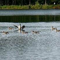 Enten im See