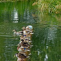 Enten an der Aller-Staustufe Oldau