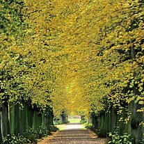 Allee im Schlosspark