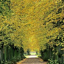 Allee im Schlosspark