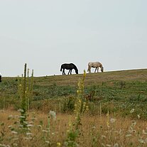 Pferde auf der Weide