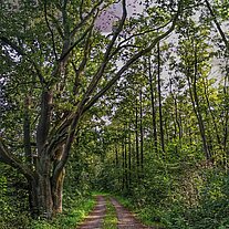 durch den Wald bei alten Bäumen