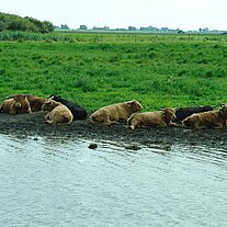 Hochlandrinder am Ufer