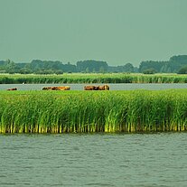 Schilflandschaft mit Hochlandrindern