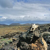 Ziegenschädel am Weg