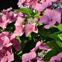 Hortensienblüten