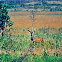 Rothirsch ( Cervus elaphus )