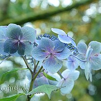 Hortensienblüten