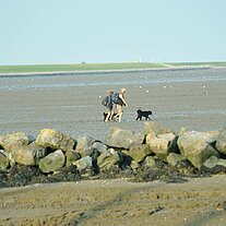 Paar geht mit Hund im Watt