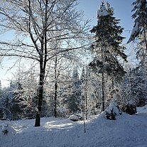 Hessenreuther Wald an der B299