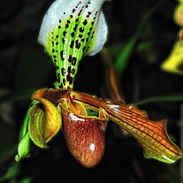 Frauenschuh Orchidee