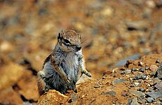 Streifenhörnchen aufmerksam